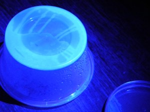 fluorescent bacteria