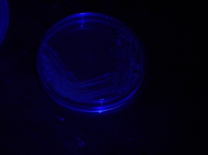 fluorescent bacteria
